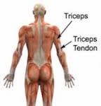 Structure and Function: The Triceps
