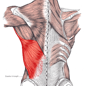 Latissimus Dorsi Muscle and Function
