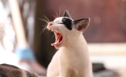 yawn anaerobic exercise