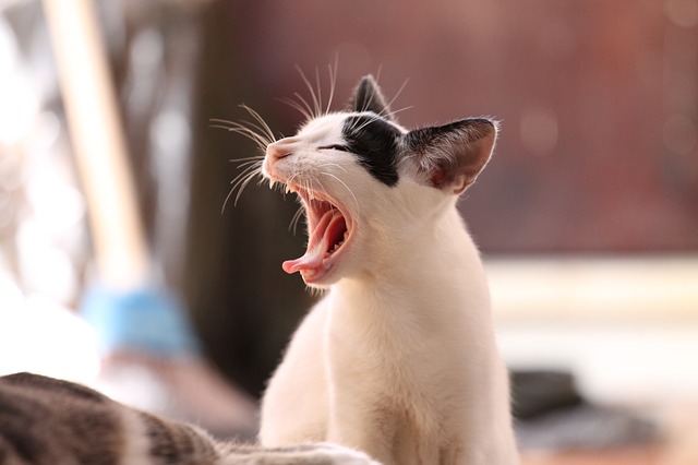 yawn anaerobic exercise